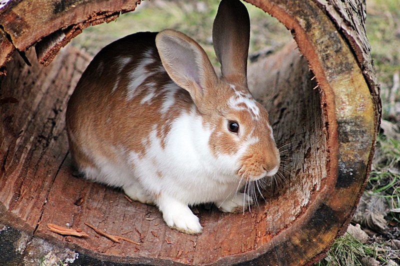 vertebrate, easter, animal wildlife, log, domestic, animal head, animal, tree, ears, focus on foreground, daytime, domestic animals, small, white, herbivorous