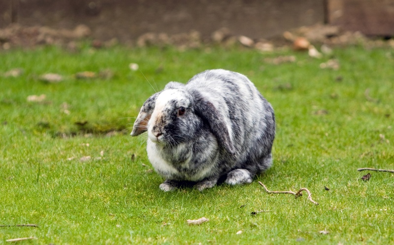 animal wildlife, bunny, grass, animal, rabbit - animal, field, grey, animals in the wild, white, domestic, outdoors, pet, pets, day, focus on foreground