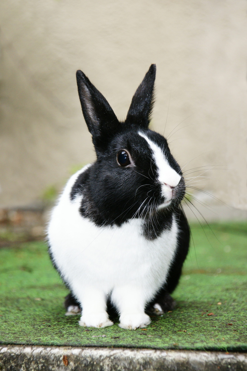 black and white, mammal, herbivorous, 4K, animal themes, domestic animals, black, hare, grass surface, rabbit, cute, pets, close-up, white Rabbit, domestic