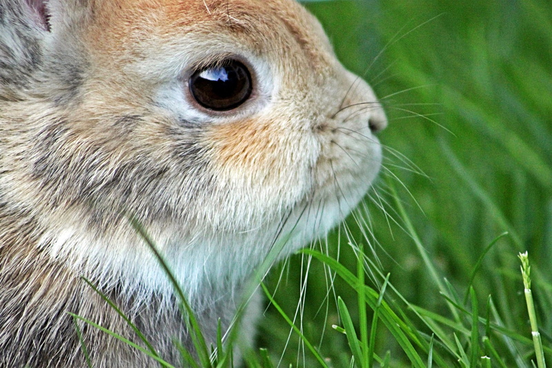 portrait, easter, animal world, animal eye, animals in the wild, greeting card, animal portrait, easter bunny, animal body part, green color, dwarf rabbit