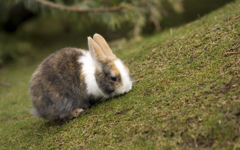 animal themes, animal wildlife, ears, eat, baby Rabbit, nature, land, cute, gray, springtime, farm, animals in the wild, rabbit - Animal, hare, fluffy