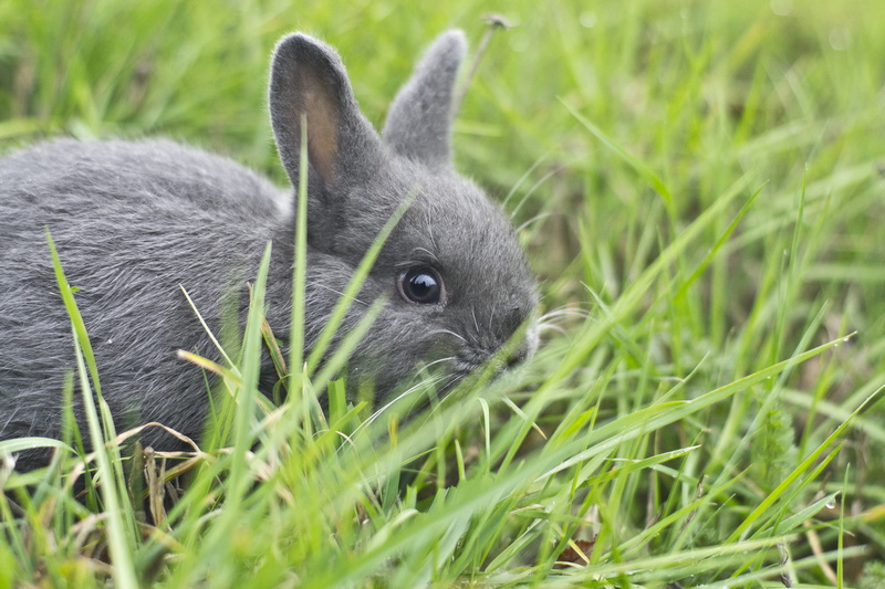 pets, animal, grass, green grass, outdoors, rabbit - Animal, photography, gray, bunny, shallow focus, green, baby Rabbit, 1080P, nature, saanich, fluffy