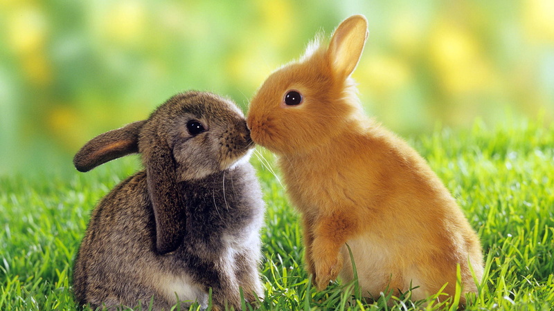 cute, animals, 1080P, small, small rabbits, rabbits, friendship, grass, kissing, love