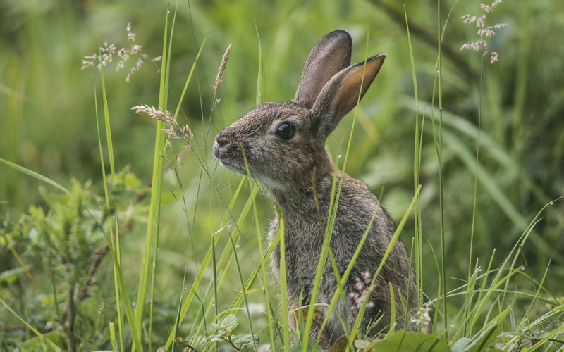 Wild, Rabbit, Bunny, 1080P, Grass, Gray