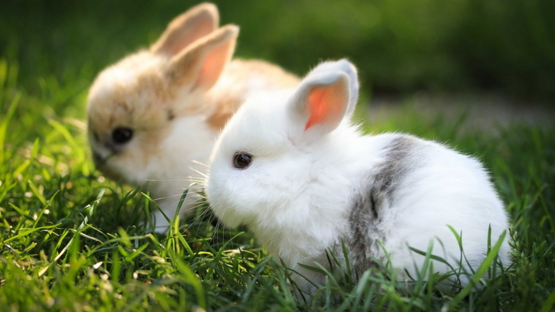 animal, sitting, plant, domestic animals, selective focus, domestic, vertebrate, rabbit - animal, easter, bunny, hare, day, herbivorous, two animals, 4K