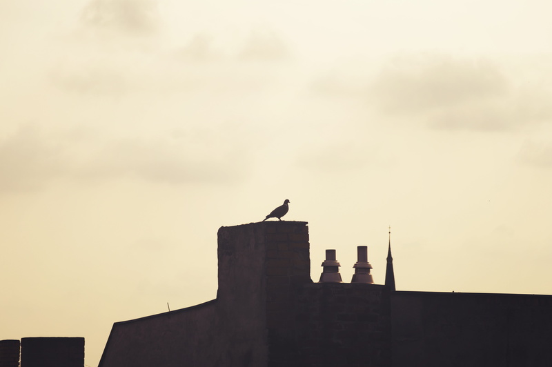 fort, germany, one animal, roof, nature, vertebrate, chimney, berlin, bird, 5K, sunset, sky, city, no people, animals in the wild, building, wing, dove