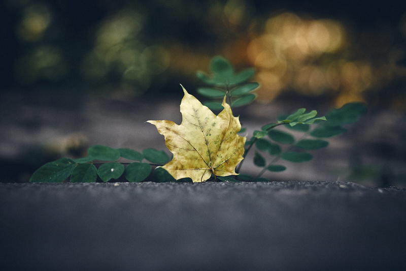 fragility, blossom, natural condition, no people, single object, berlin, yellow, leaf, plant, oak, vulnerability, geranium, volkspark friedrichshain, surface level