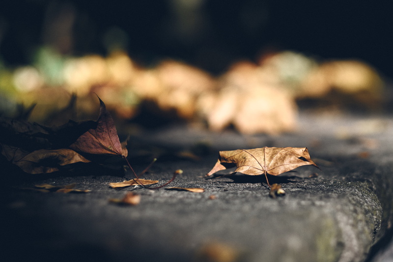 berlin, sea life, beauty in nature, grass, autumn, outdoors, sunlight, leaf, dry, surface level, day, orange color, autumn collection, invertebrate, natural condition