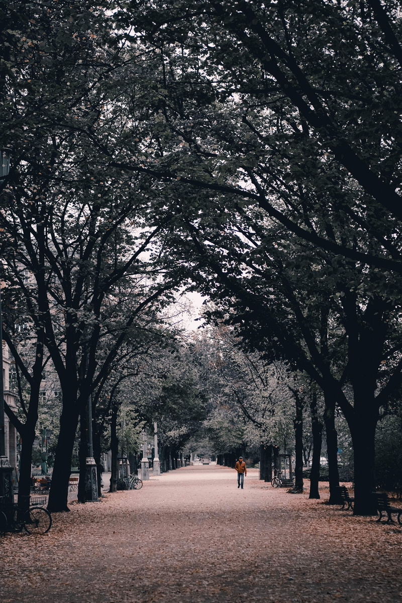 beauty in nature, diminishing perspective, berlin, growth, 5K, day, autumn, leaves, nature, full length, direction, real people, park, plant, tree, germany