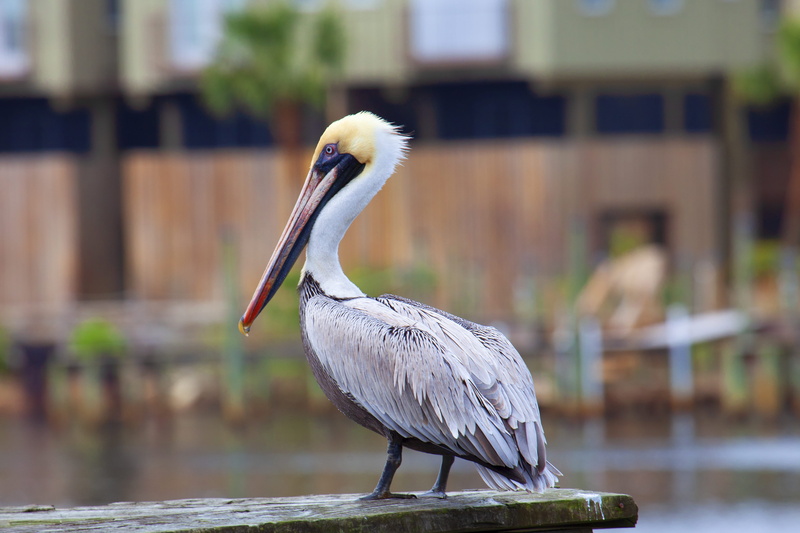 wood, anhinga, close-up, beak, lake, stork, hardwood, ardeidae, cricket insect, invertebrate, waterfowl, theme park, oil spill, plywood, outdoors, water bird