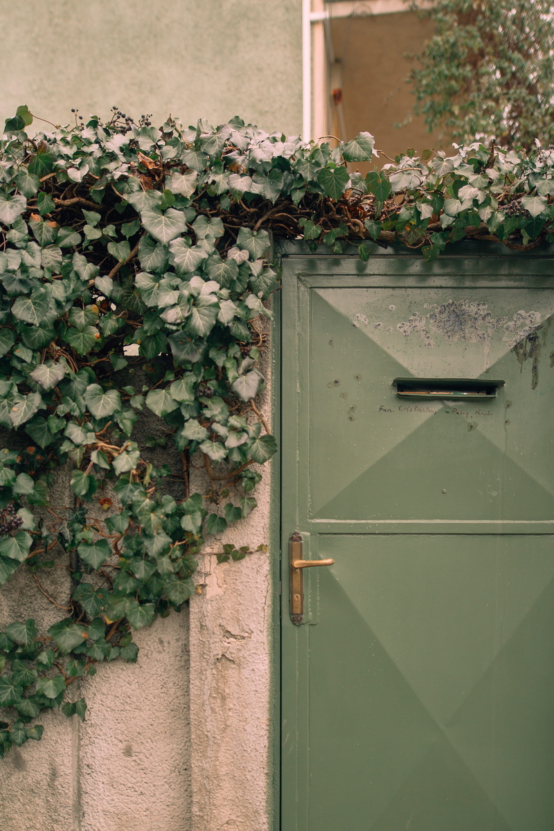 acanthaceae, jar, plant, 5K, flowering plant, built structure, brick, nature, building exterior, flower, architecture, vine, day, window, rubble, entrance