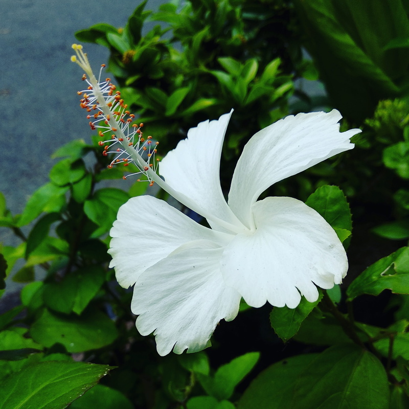 green color, vulnerability, day, freshness, leaf, hibiscus, flower, no people, softness, petal, focus on foreground, 2K, growth, inflorescence, close-up