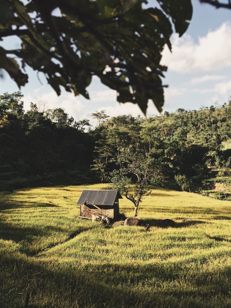 coop, shack, 4K, indonesia, forest, jl. air panas no.31, growth, tranquil scene, hut, countryside, woodland, wilderness, agriculture, pacet, brown, black