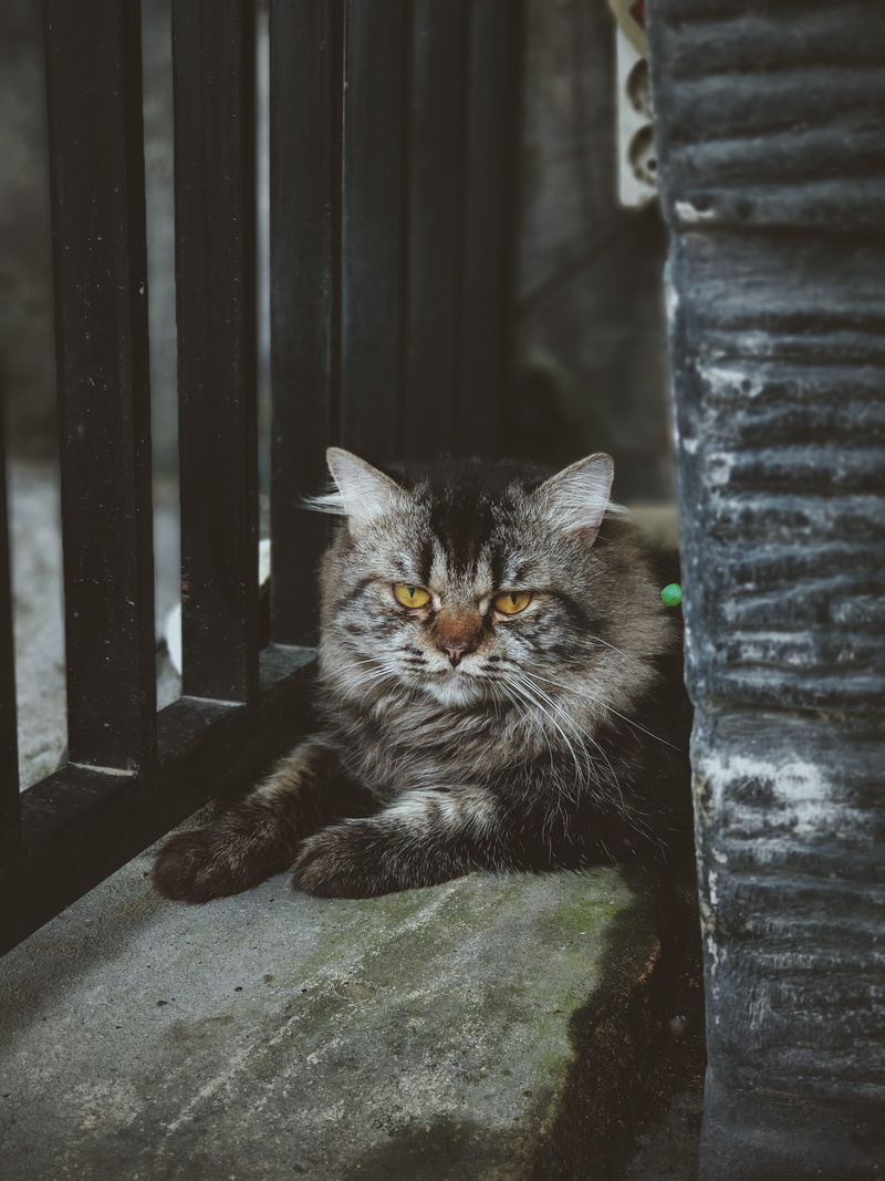 silver, domestic, black cat, domestic animals, angora, zoo, relaxation, banister, 4K, animal, cat, pets, maine, focus on foreground, no people, manx, siamese