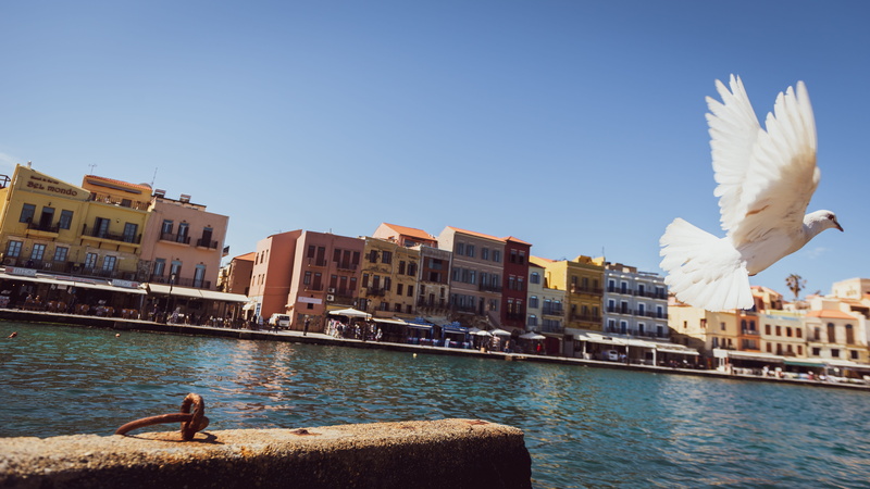 dock, animal wildlife, canal, clear sky, sky, flying, nature, marina, chania, 5K, seagull, greece, city, built structure, building exterior, animals in the wild