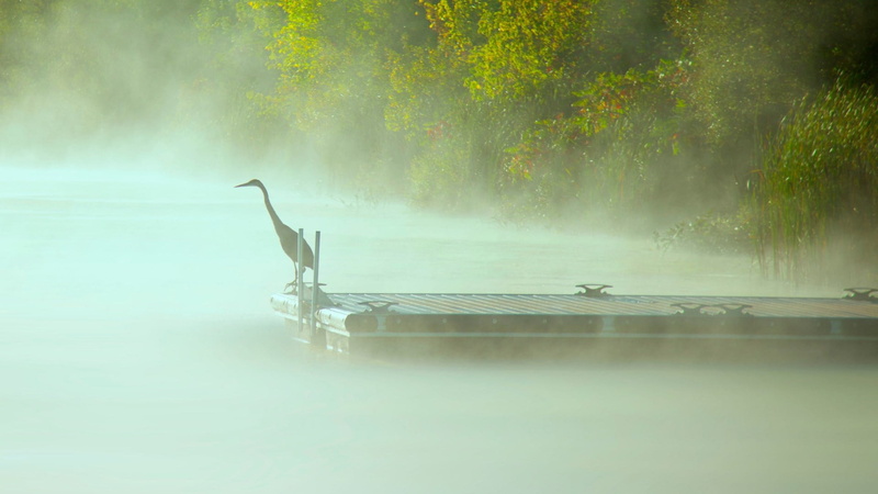 day, animals, birds, nature, beauty in nature, painting, brown, wooden, tree, framed, diving platform, no people, outdoors, lake, scenics - nature, 1080P