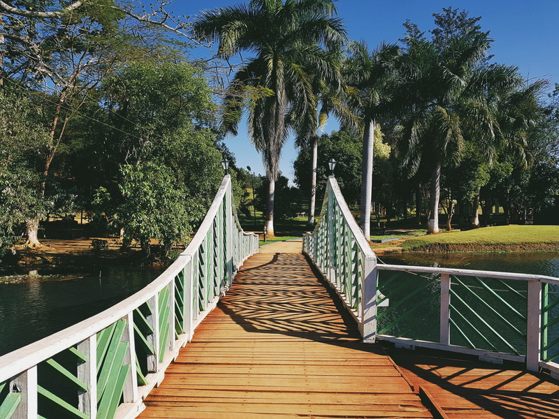 building, outdoors, bridge, 4K, wood, diminishing perspective, day, built structure, palm tree, porch, shadow, tree, water, boardwalk, long, arecaceae