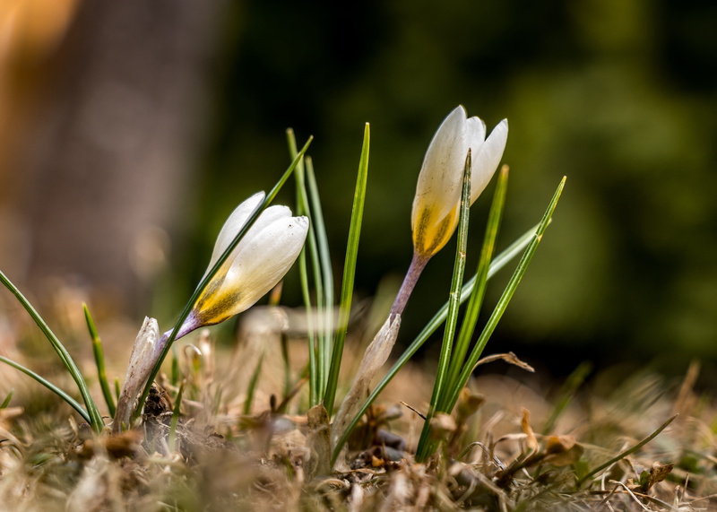 outdoors, flowering plant, plant, selective, vase, selective focus, vulnerability, lily, herbs, iris, no people, amaryllidaceae, crocus, land, inflorescence