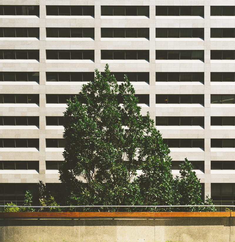 window, banister, home decor, growth, wall, toronto, roof, built structure, handrail, ornament, pattern, leaves, plant, abies, building exterior, tree