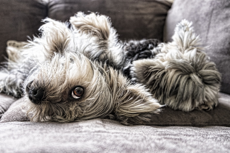 no people, pets, mammal, bed, gray, one animal, brown, humour, pup, funny, textile, canine, domestic, small, friend, yorkshire, puppy, relaxation, dogs