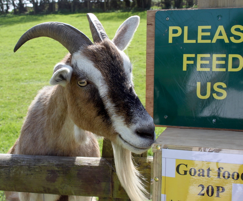 Funny, information sign, animal themes, farm, horns, mammal, animal wildlife, domestic animals, day, feed, livestock, 2K, herbivorous, cute animals, no people