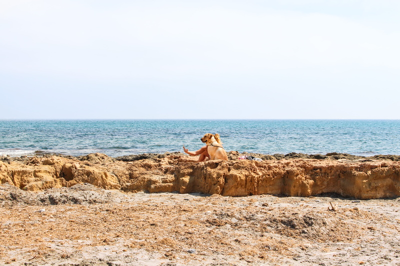 scenics - nature, leisure activity, sky, vacation, photo, people, ocean, sea, mammal, dog, tranquility, clear sky, sand, horizon over water, humor, summer