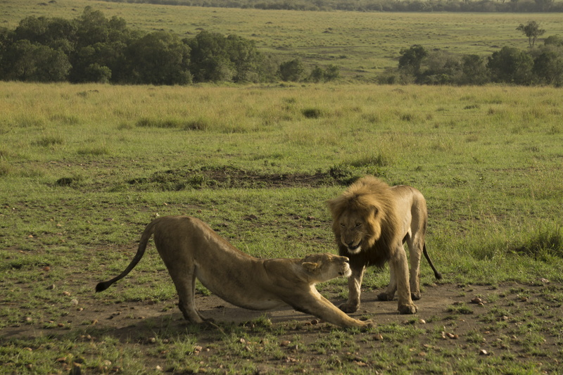 couples, group of animals, 5K, kenya, land, grass, outdoors, lions, masai mara, no people, two animals, humour, animal wildlife, vertebrate, day, nature
