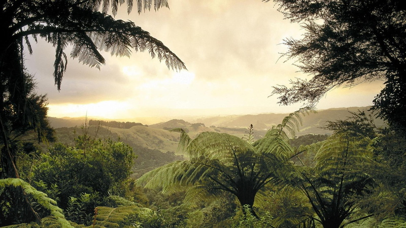 jungle, trees, 3d and abstract, haze, hills, look, 1080P, thru, green, palms