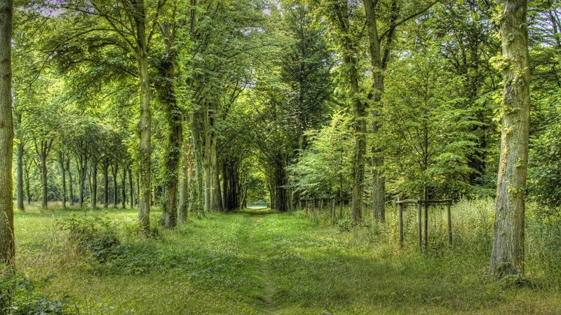 thru, green, 1080P, lane, lined trees, forest, 3d and abstract