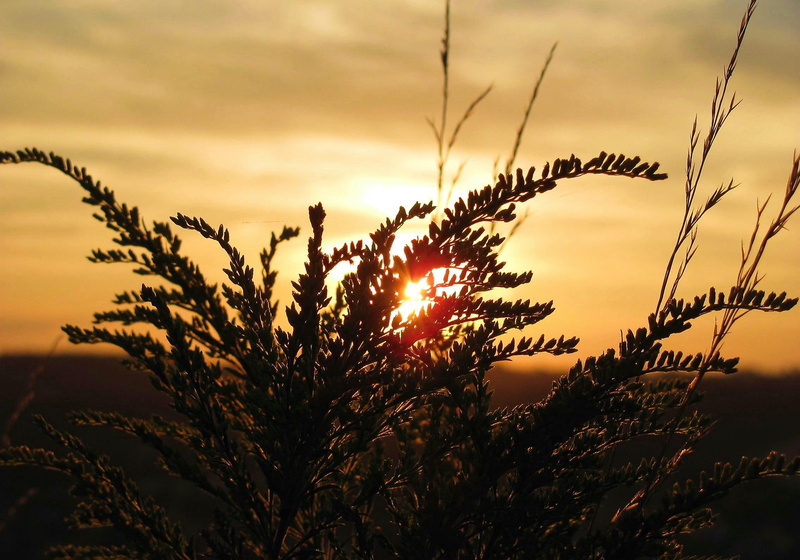 grass, field, sunset, grasses, nature, nature and landscapes, thru, 1080P