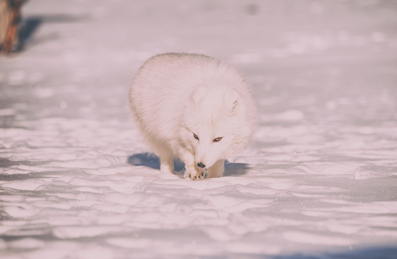 5K, white color, white, one animal, thru, domestic, photography, bird, animal themes, young animal, wildlife, fox, close-up, arctic, arctic fox, cold