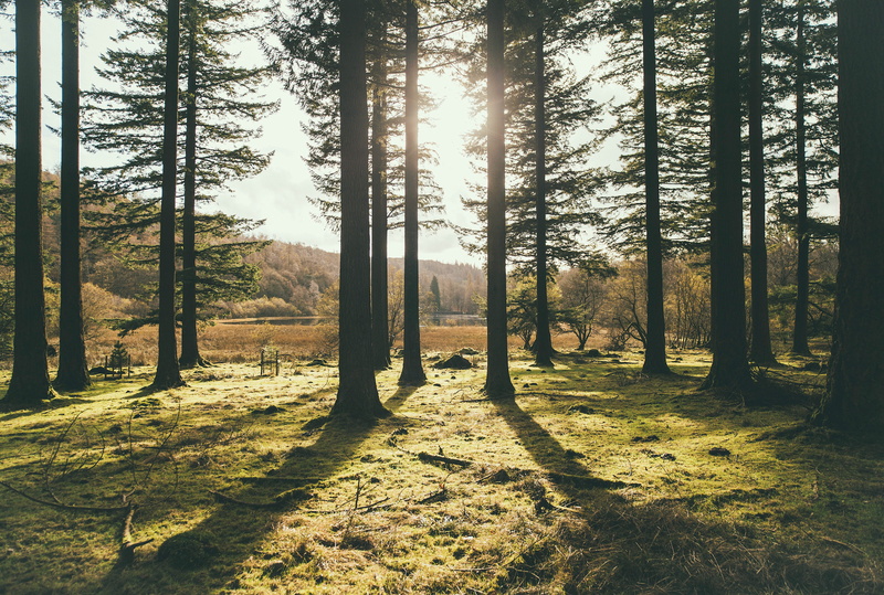 shadow, silhouette, sunlight, forest, field, thru, tree, photo, grass, growth, sunset, day, no people, plant, brown, trees, land, 5K, woodland, non-urban scene