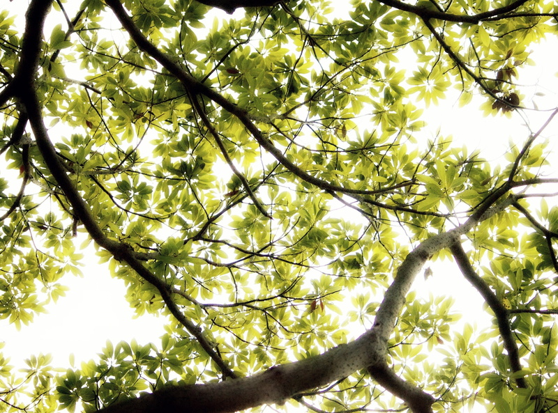 backgrounds, tranquility, low angle view, thru, full frame, plant, himi, branch, forest, tree canopy, sunlight, scenics - nature, Forests, back lit, toyama
