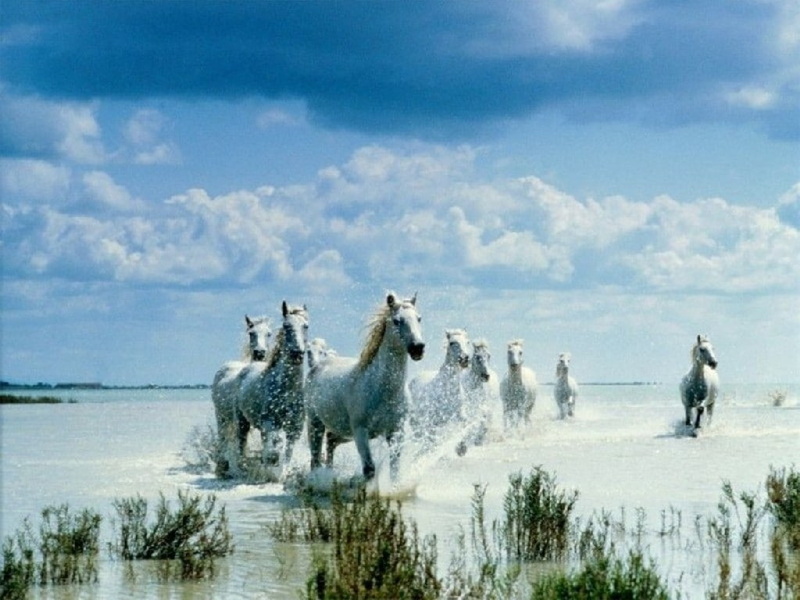 coming, white, 480P, thru, ocean, animals, horses, hd, art, beautiful, x, scene