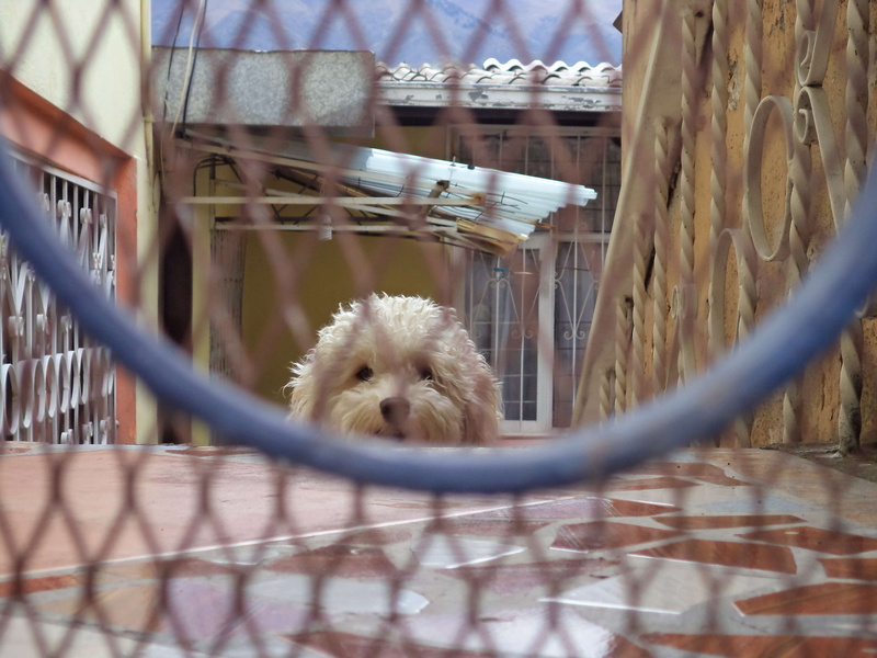 animal, white, thru fence, house animal, hairy, domestic animals, one animal, animal themes, mammal, animals in captivity, pet, day, relaxation, pets, dog