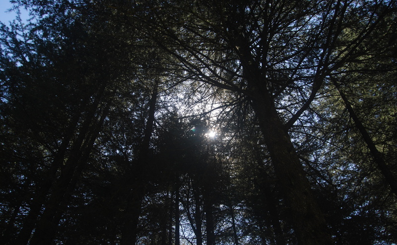 4K, sky, s, Rays, leafed, Forests, Shades, trunk, tree trunk, tranquil scene, tree, Trees, tranquility, land, directly below, green, plant, Photography