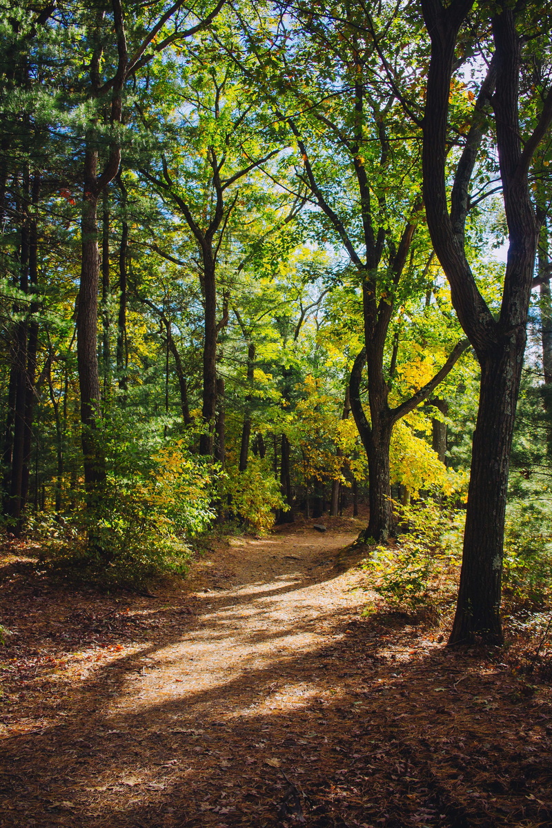 plant, woodland, the way forward, growth, path, day, non-urban scene, united states, forest, tranquility, trunk, vegetation, outdoors, flora, gravel, jungle