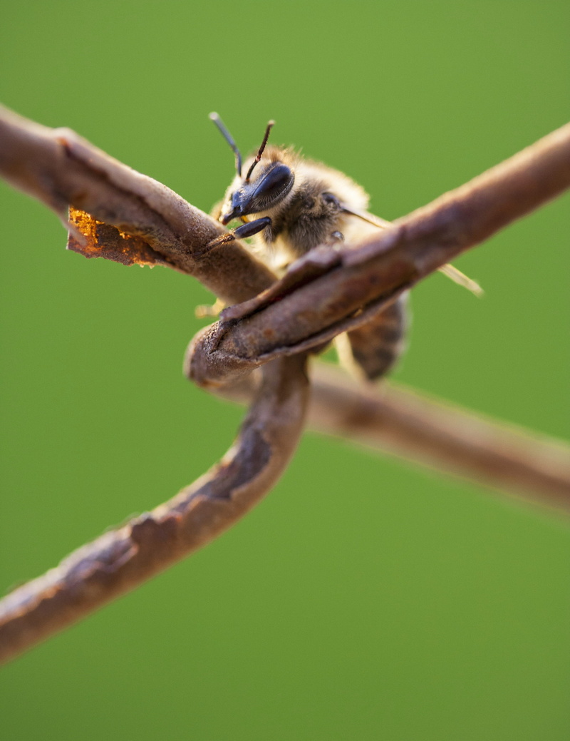 focus on foreground, poison, vertebrate, spring, summer, outdoors, reptile, selective focus, human limb, finger, human body part, beautiful, needle, lizard