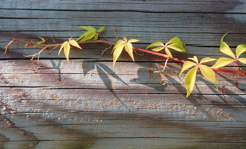 outdoors, plank, day, green Color, Vine, backgrounds, rear base, freshness, wall - building feature, leaves, Rear, leaf, Autumn, Birthday, plant, yellow