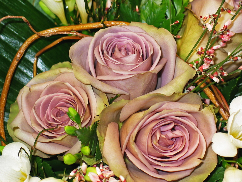 brown, roses, give, softness, flower head, pink color, pink petals, bound, flowers, luck, romantic, flower, bouquet, valentines day, bride and groom, fragility