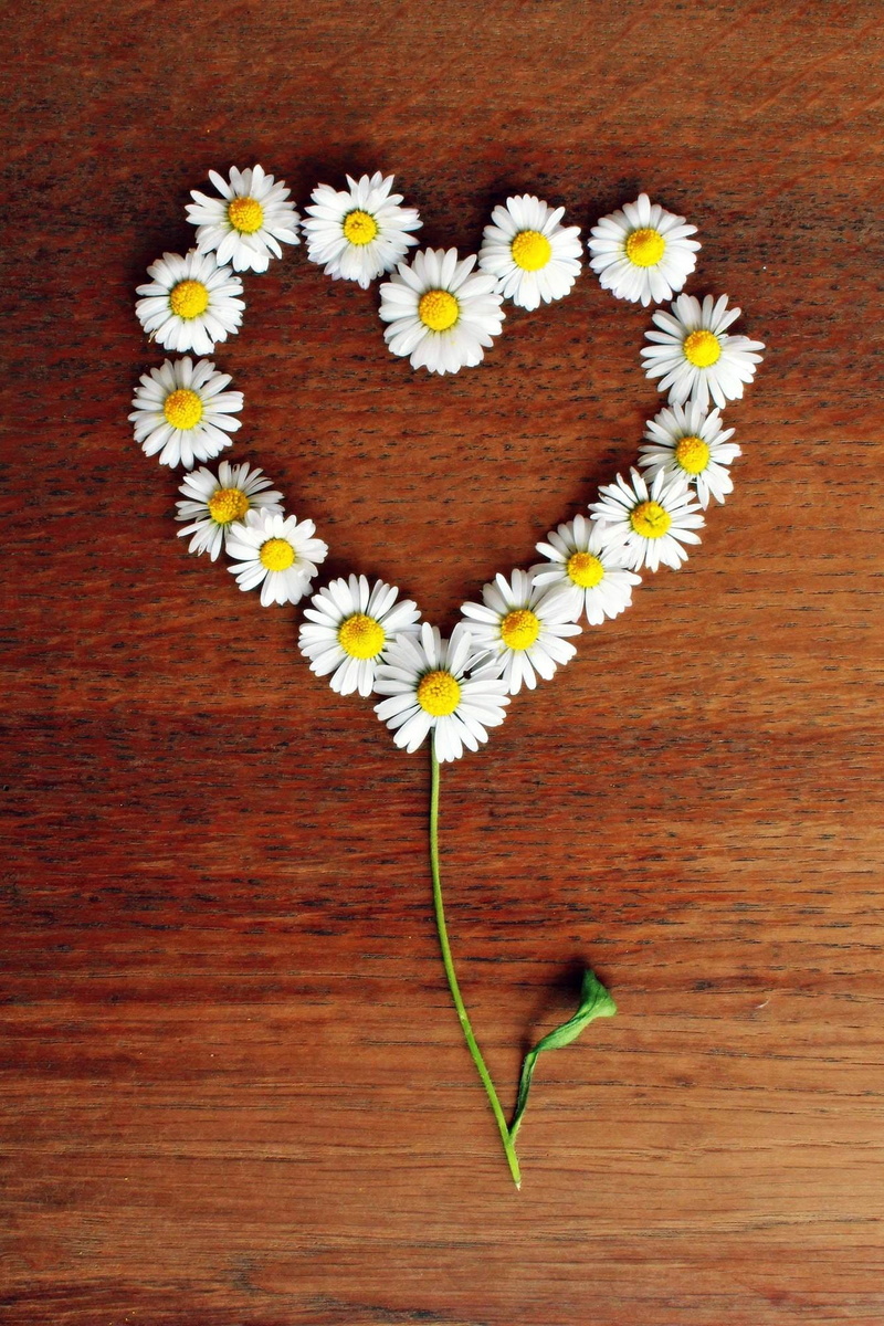 tenderness, wooden, affection, beauty in nature, directly above, heart-shape, plant, white Daisy, flowering plant, love, daisy, bloom, luck, decorative