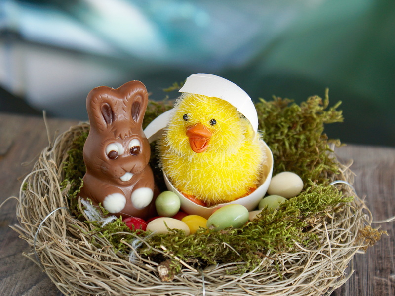 sugar, bird, mood, flora, art and craft, primrose, easter eggs, happy, spring, feeling, spring flower, samuel, greeting card, yellow, celebration, chicken