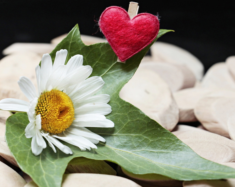 marguerite, white, flower head, vulnerability, freshness, plant part, slab, affection, focus, green color, heart clip, photography, ivy, beside, map, wood