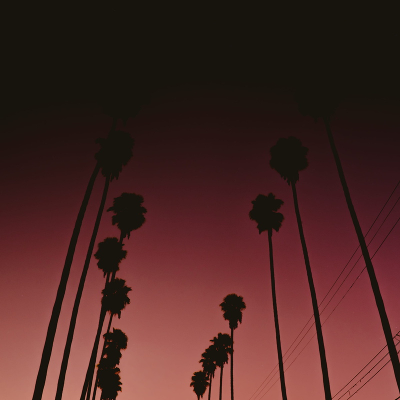 cable, power supply, clear sky, tropical climate, sky, palm tree, hollywood, electricity, palm trees, 2K, no people, united states, tall - high, trees
