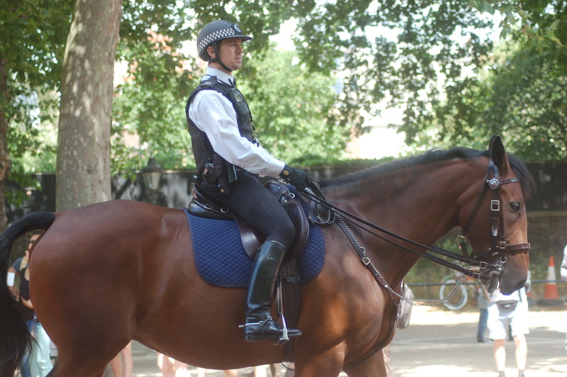 animal themes, livestock, riding, teenager, london, horse, policeman, outdoors, jockey, the horse, street, tree, activity, pets, domestic animals, animal wildlife