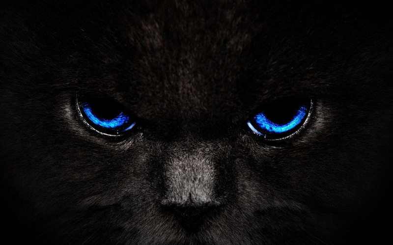 1080P, eyes, animals, animal, face, blue, stare, black