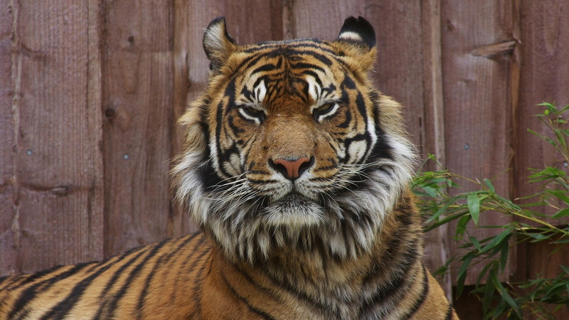 angry, tiger, staring, animals, 1080P