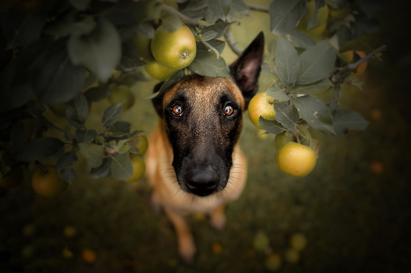 Belgian Malinois, Dogs, 1080P, Pet, Dog, Stare