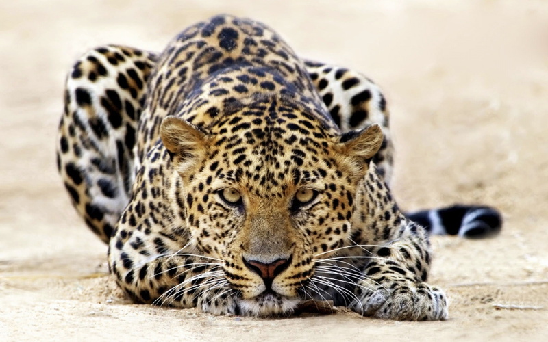 1080P, leopard, staring