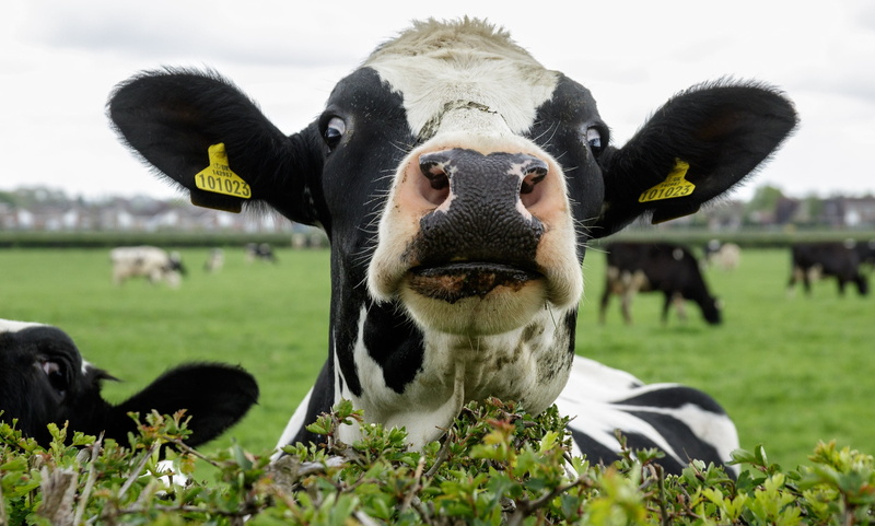 Stare, Animal, Cow, 1080P, Funny
